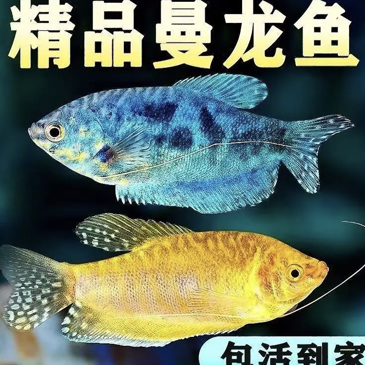 新粉福利「曼龙鱼8+1备损」新手入门鱼 无需打氧，无需加热