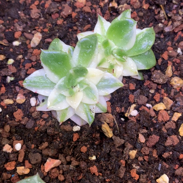 未知名 白覆轮锦 多肉