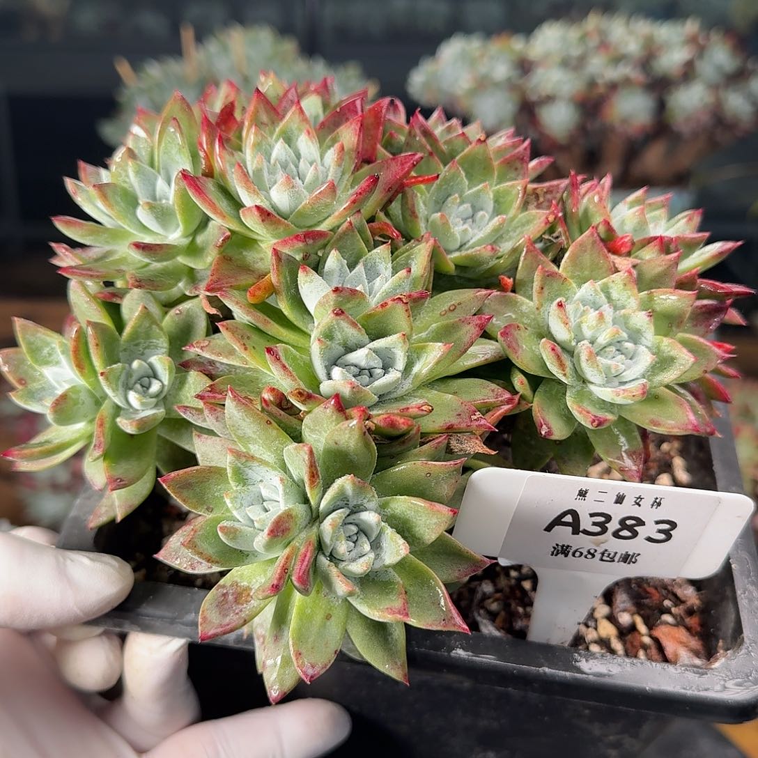 多肉植物仙女杯A383