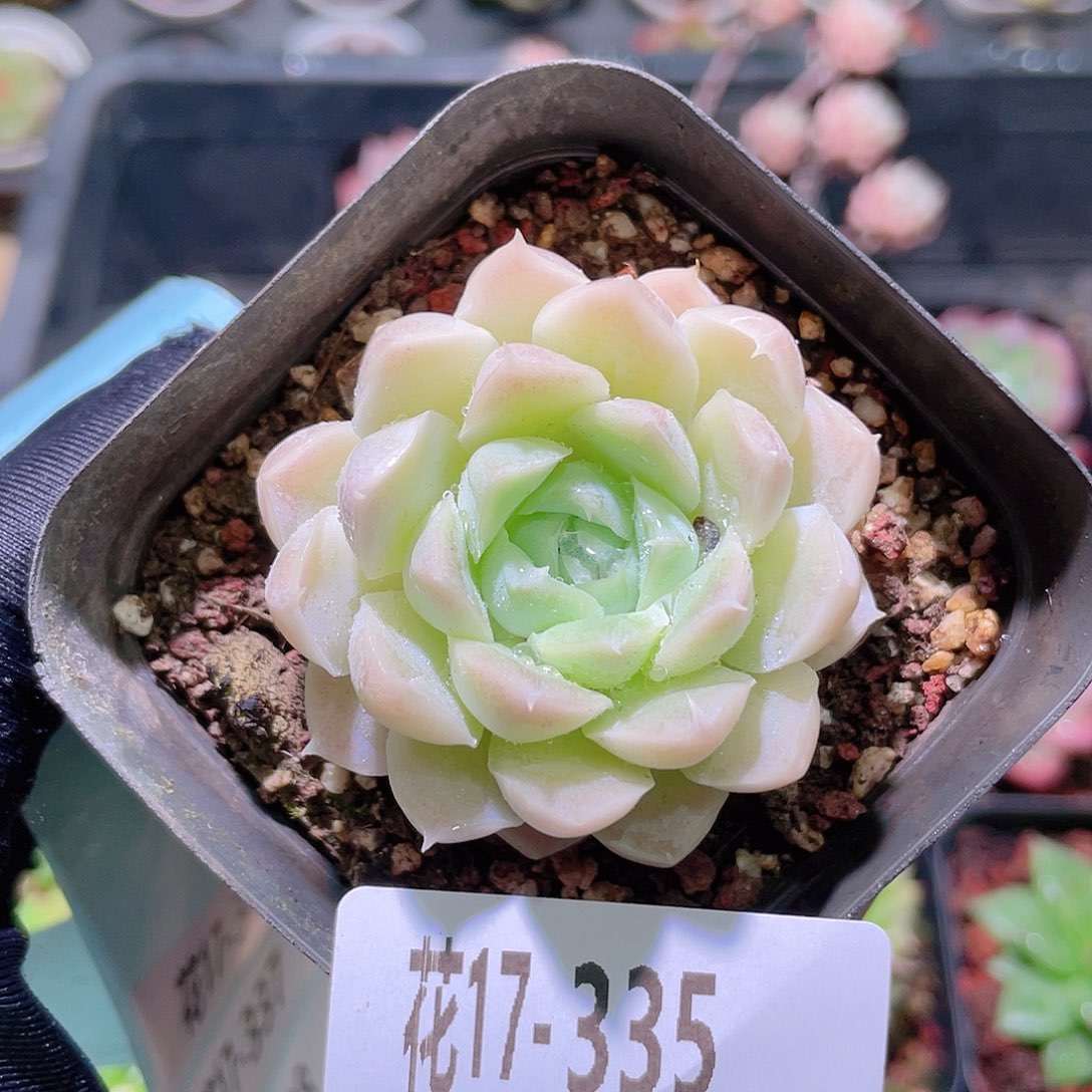 花利美17-335白月影