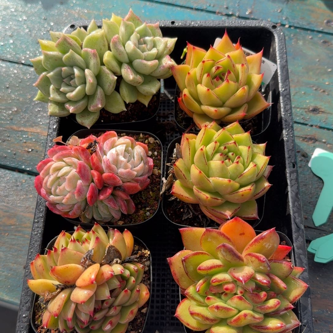 从前慢多肉精选编号1122.68