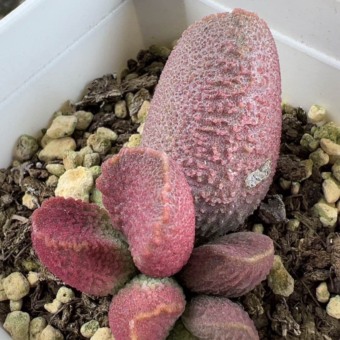 赛猪肝大苗多肉植物水泡有疤特价