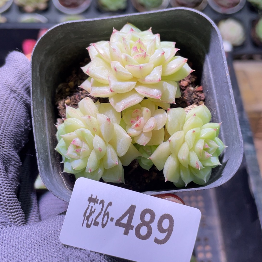 花利美26-489白天鹅