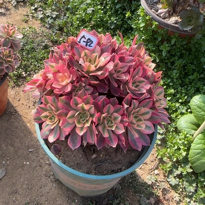 5-82女巫多肉植物