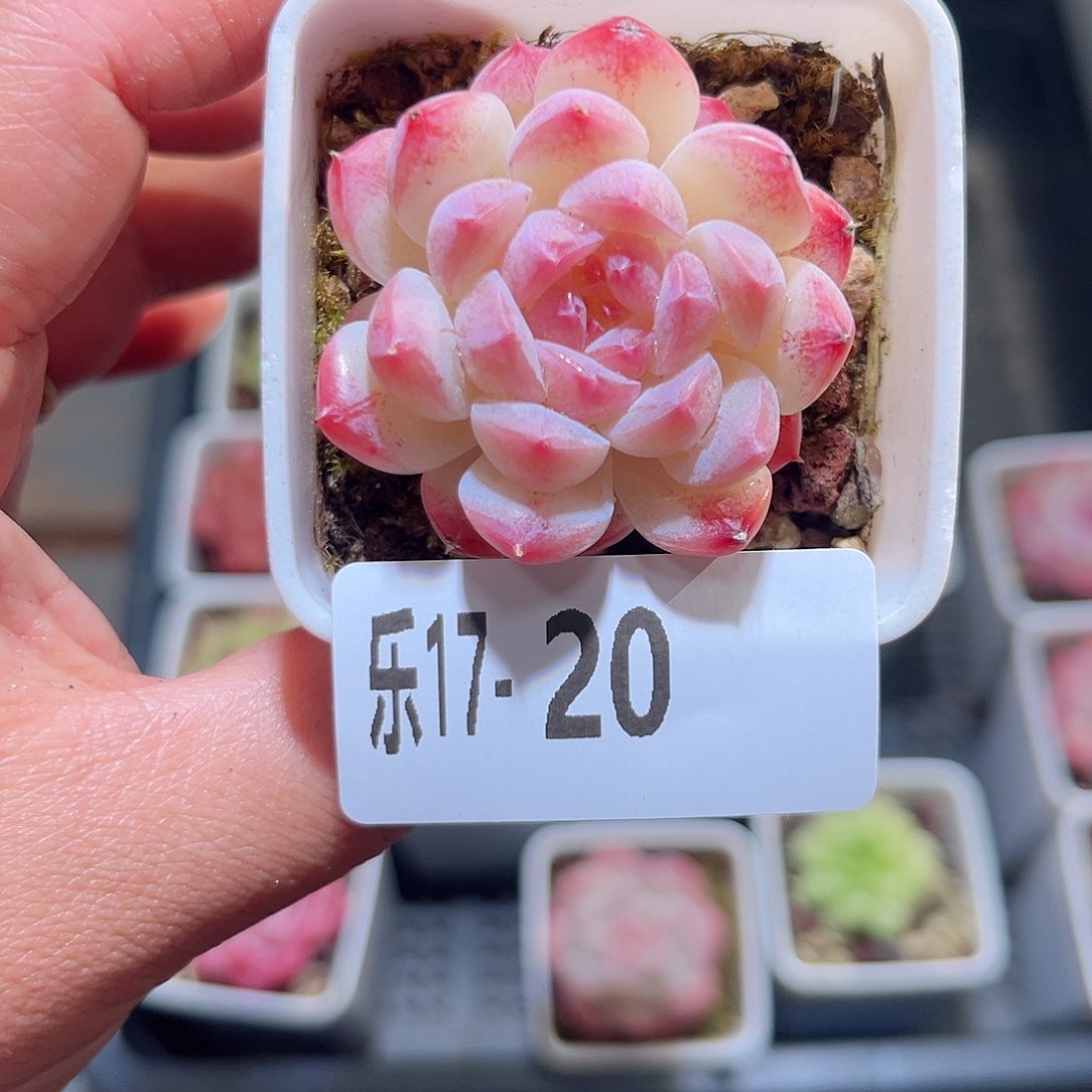 木乐17-20白桃单头