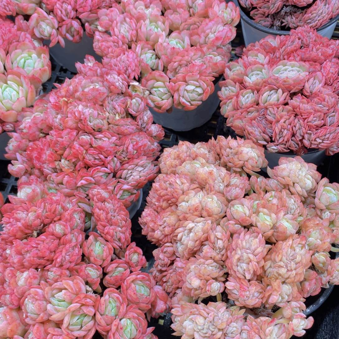 量拍67号 胭脂缀化一颗