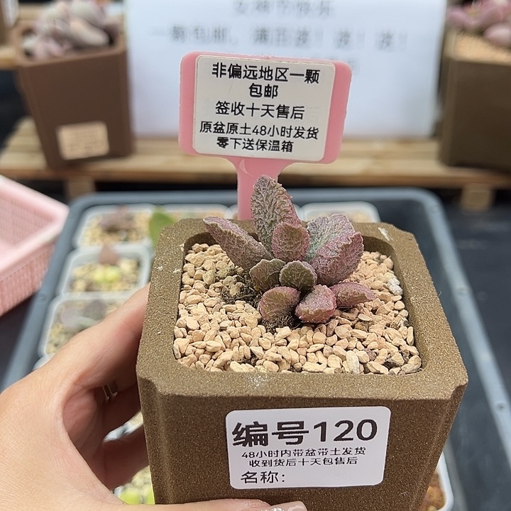 北***猫120大鱼海棠多肉植物