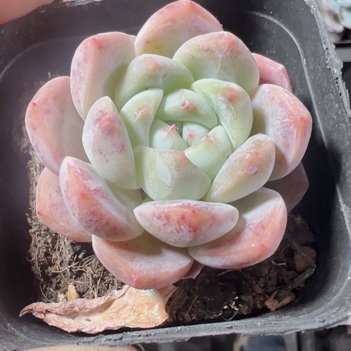 厚梦精品多肉植物大战