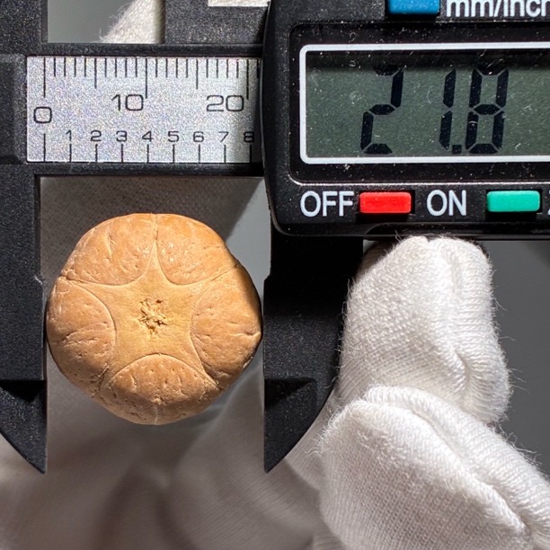 W-032【京城菩提出品】2025年 尼泊尔正宗五星佛头 尺寸21.7mm 