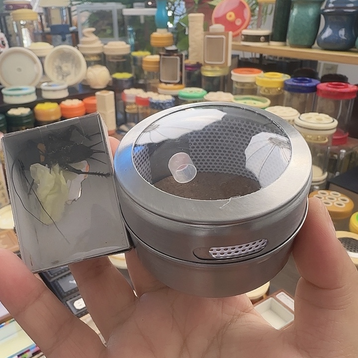 拉子➕双斑66666666