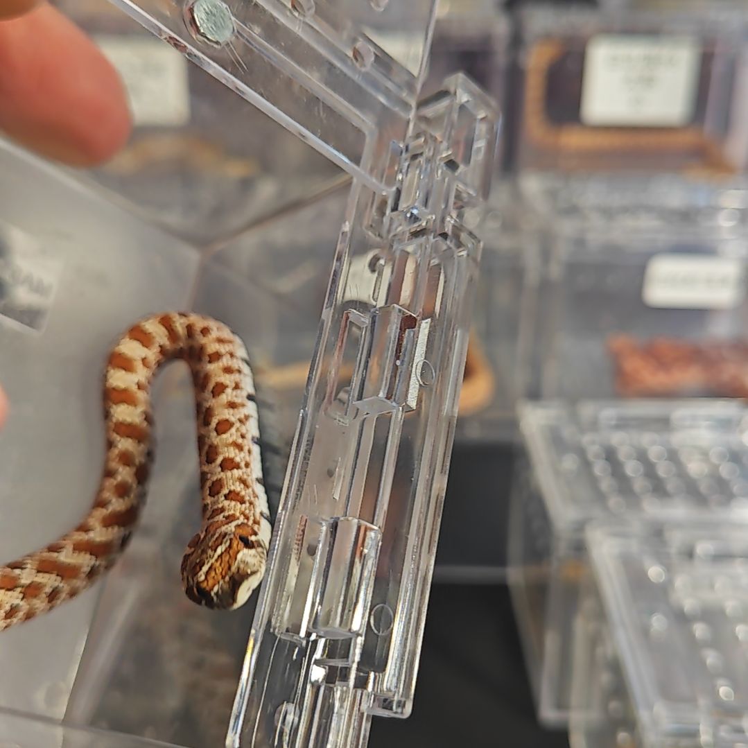 豹纹守宫北极公66太阳