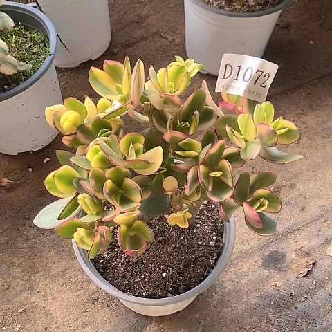 1072黄金花月锦有砍处理不售后