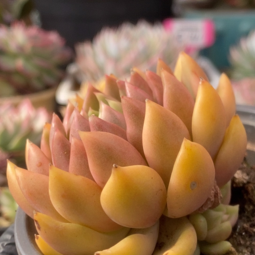 633红酒锦锦锦锦锦锦