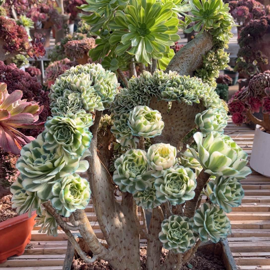 迈巴赫朵朵整版精品