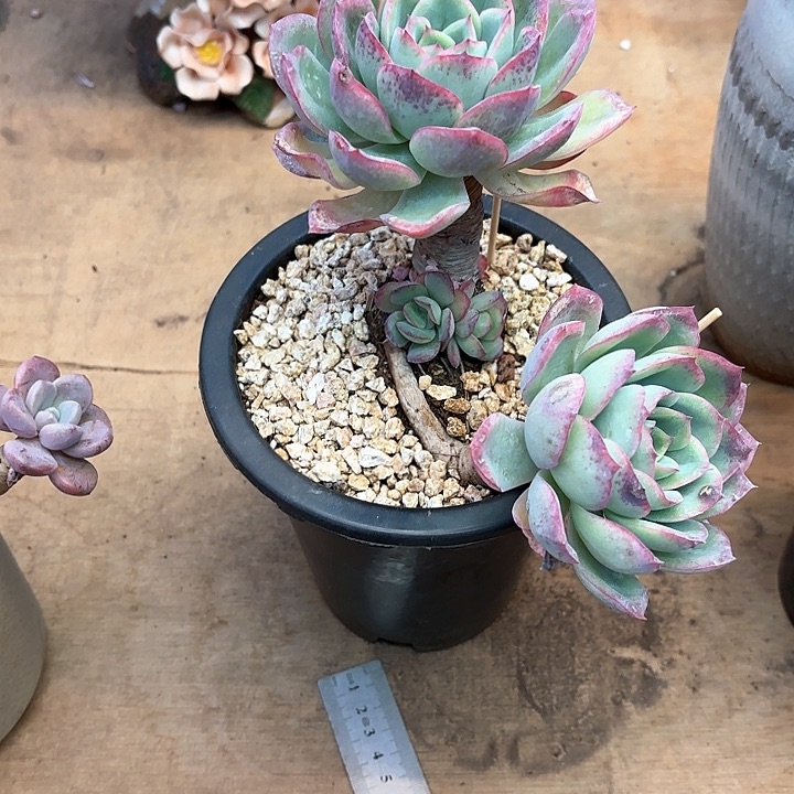 多肉植物，晨露一颗