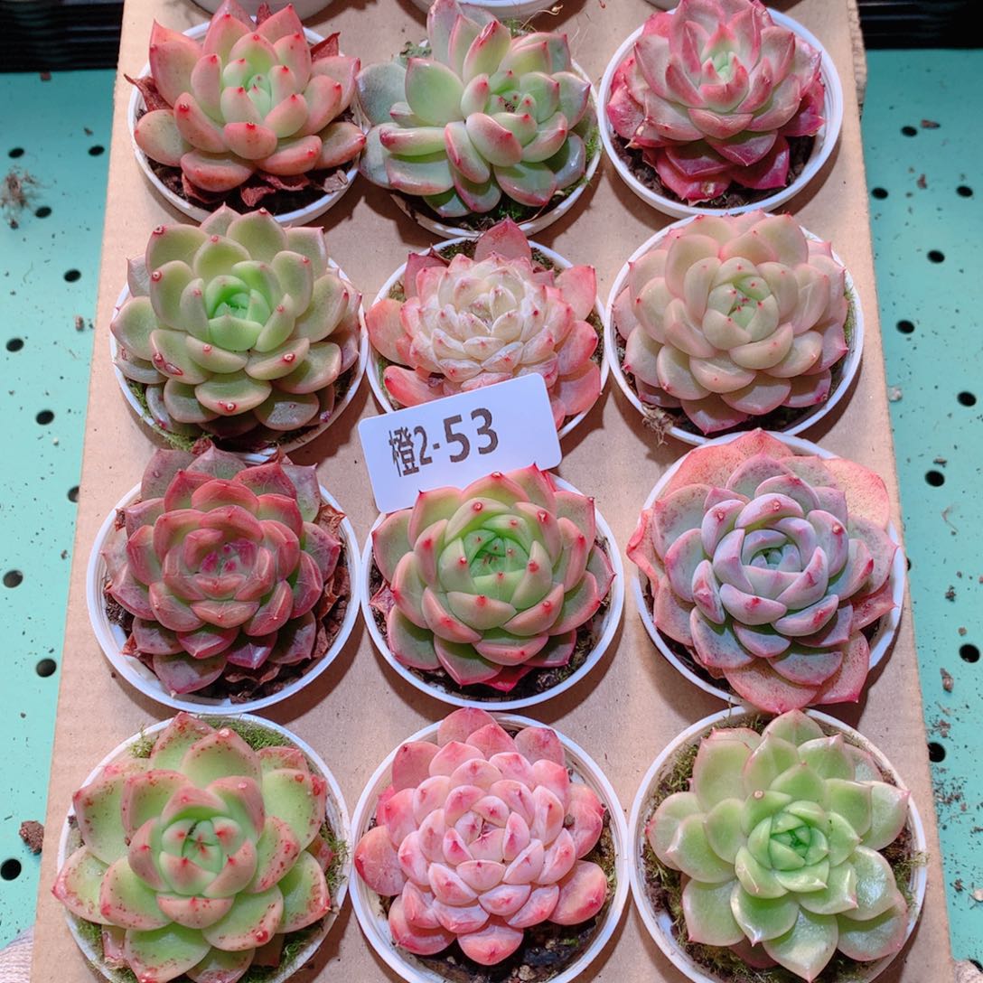 2-53一物一拍多肉带盆18颗