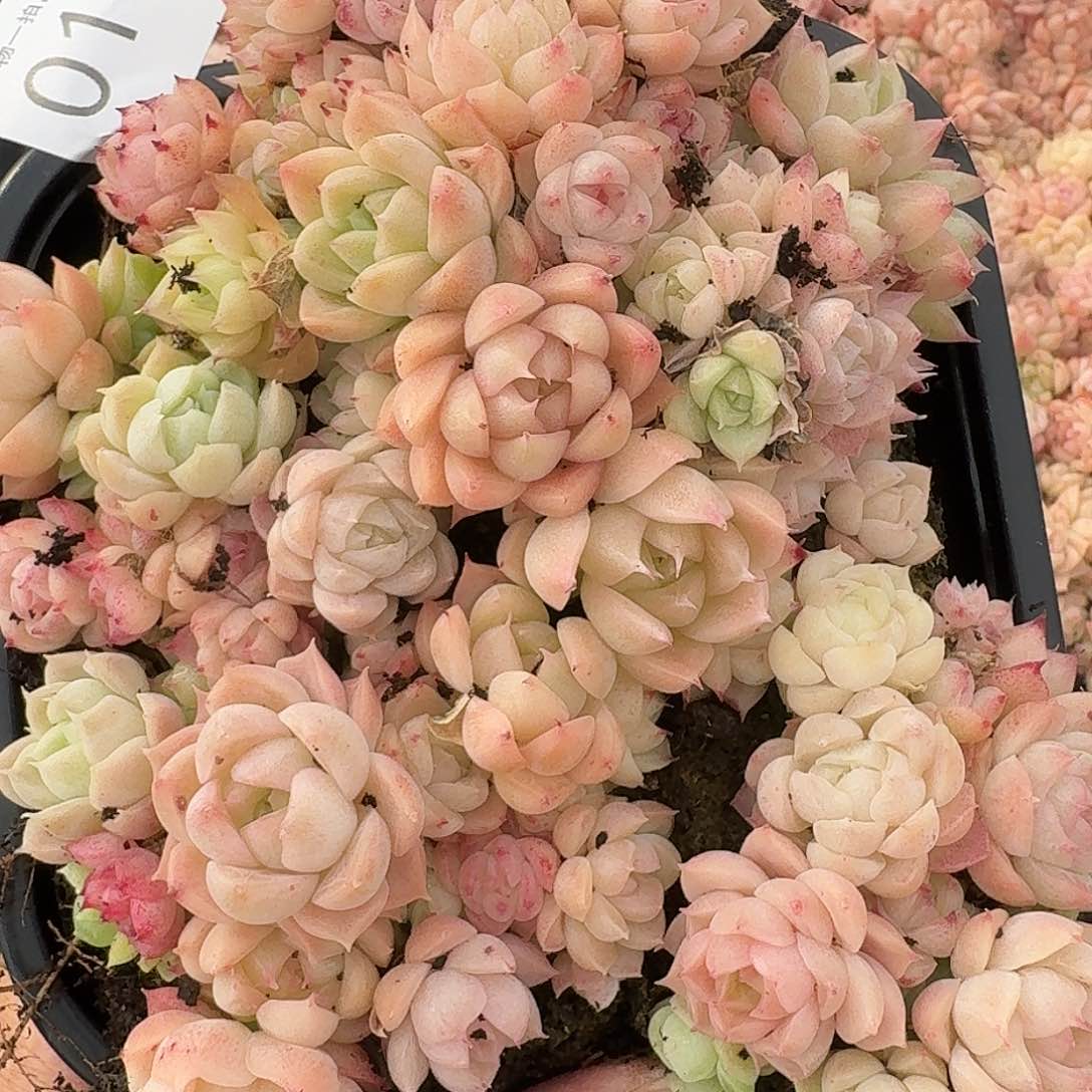 杂交新品珍妮多肉151