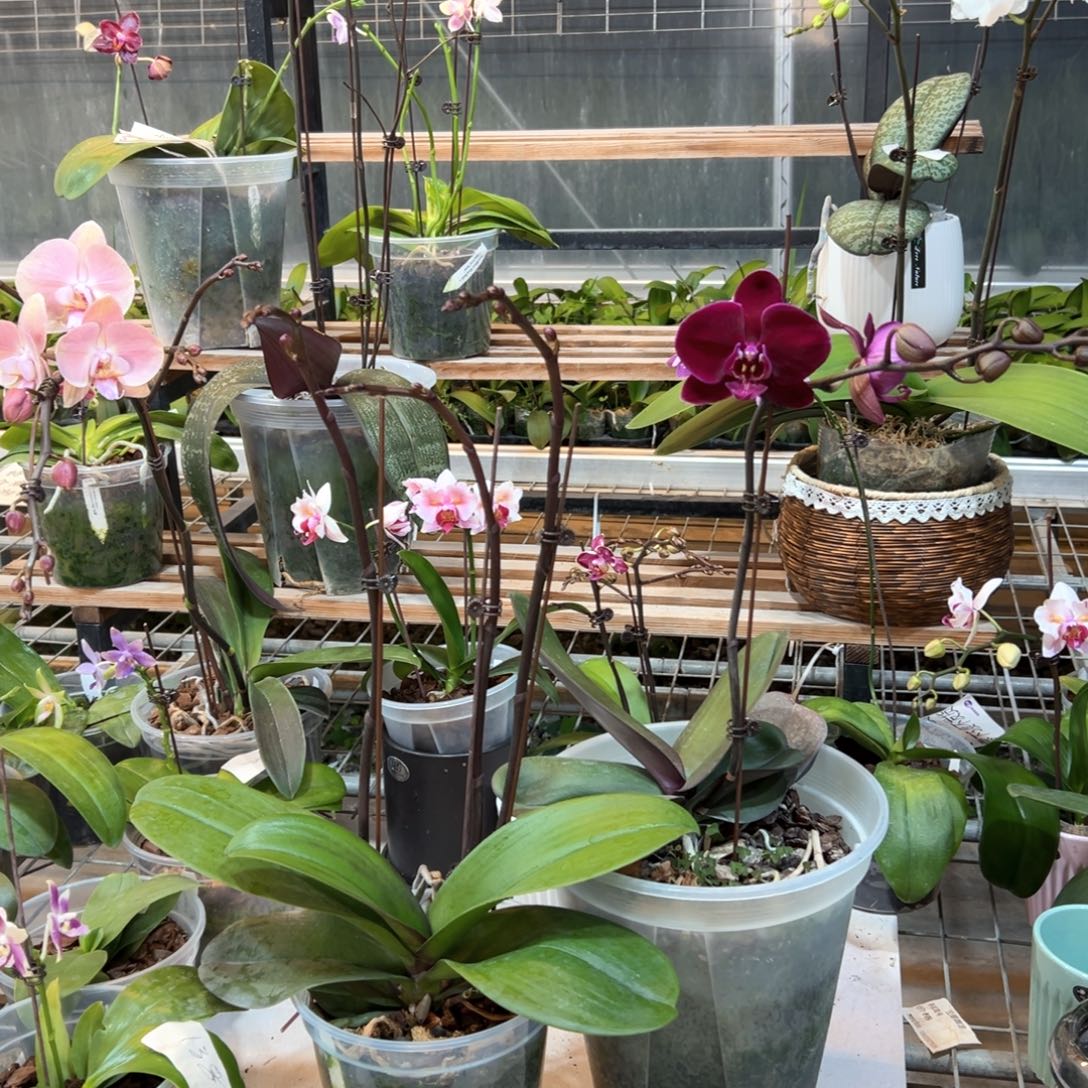 完全开放7093罗马和黑脸