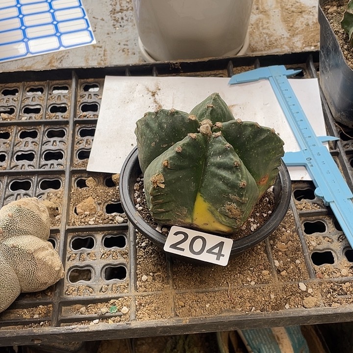 仙人球204号球鸾球