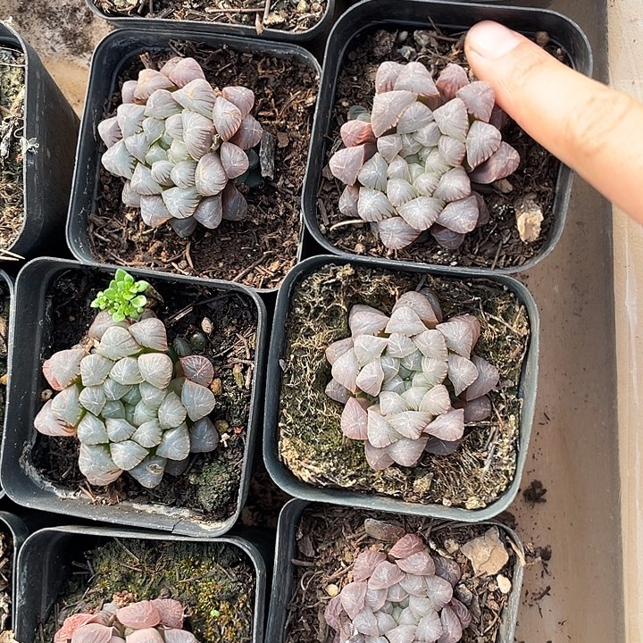 红线姬玉露5颗装基地直发