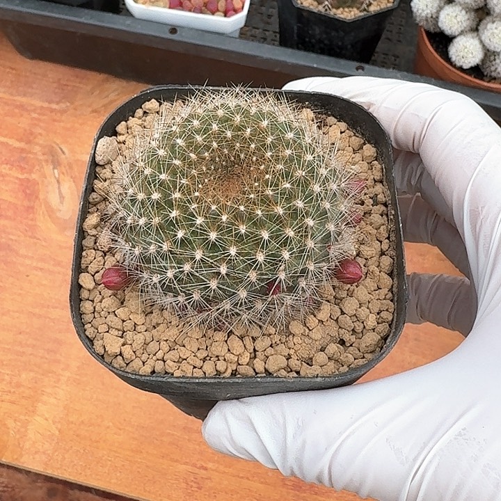 宝山仙人球仙人球123