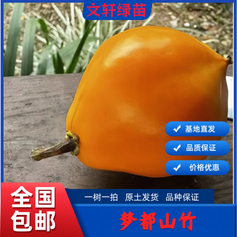 金都山竹梦都山竹金蜜山竹泰版嫁接苗山竹树苗香梨状泰国版本