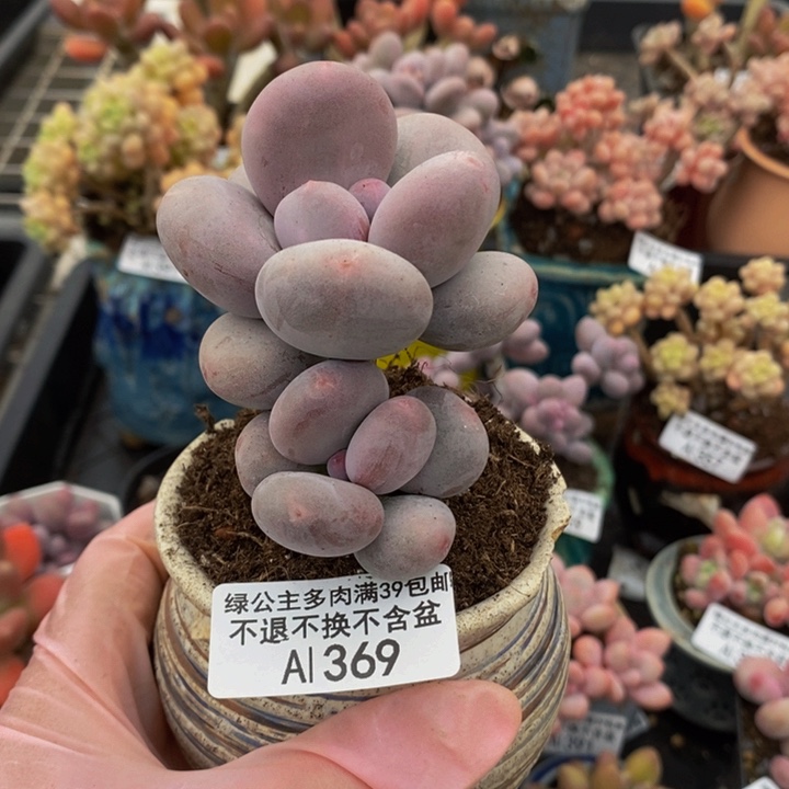 大叶奶369多肉植物