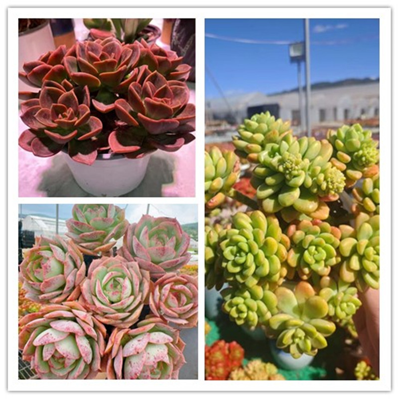 XS.克罗地亚+红酒玫瑰+香格里拉 多肉植物 带盆带土 好养耐活   