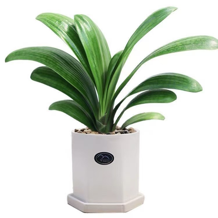 【宠粉福利】君子兰基地直发多年生高端盆栽室内外懒人绿植四季常青