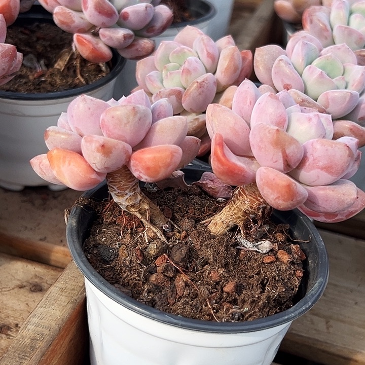 双头     老桩      白露   