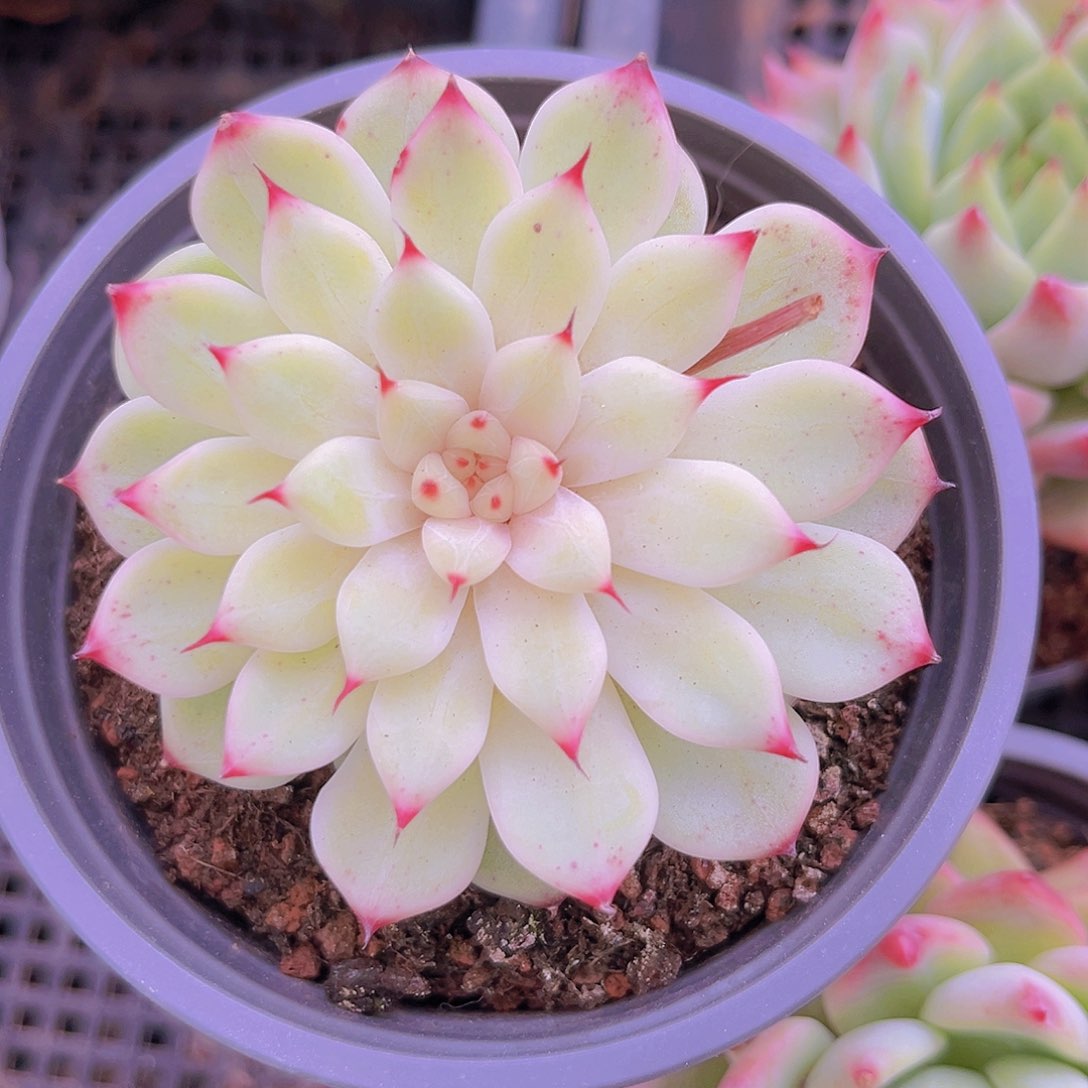 花仙子9888988888888