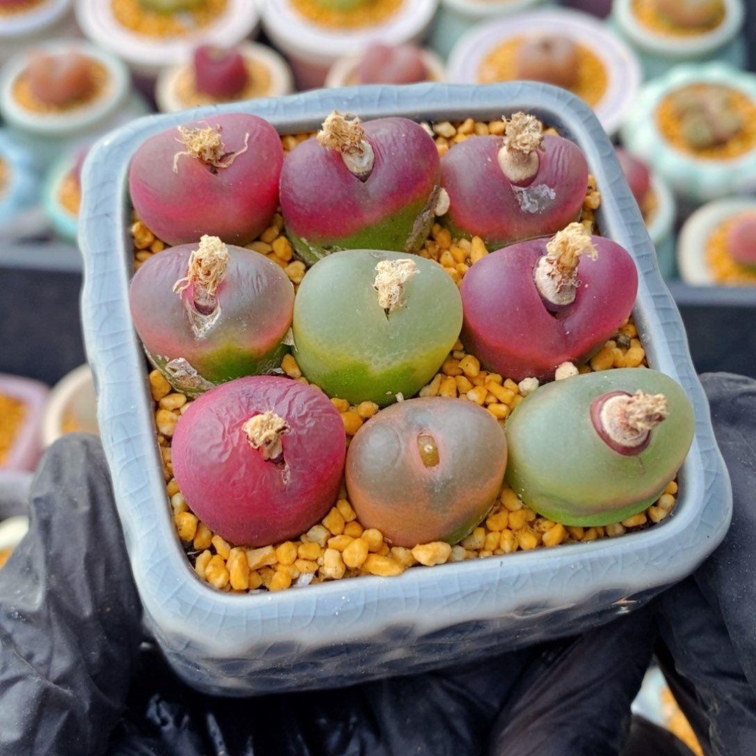 4902-一物一拍 带盆0