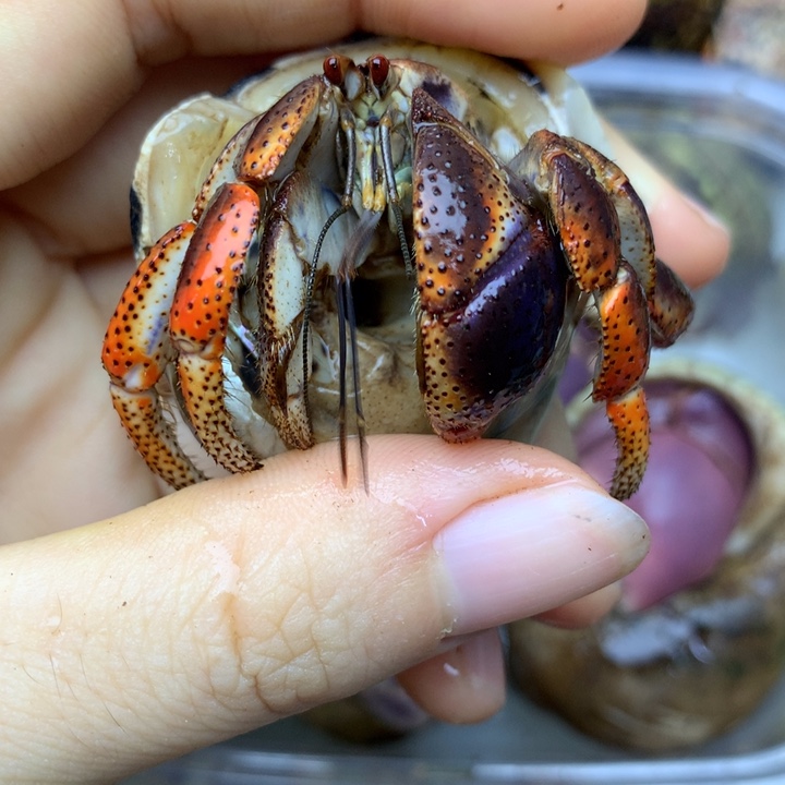 a10，炫彩红腿西伯福利