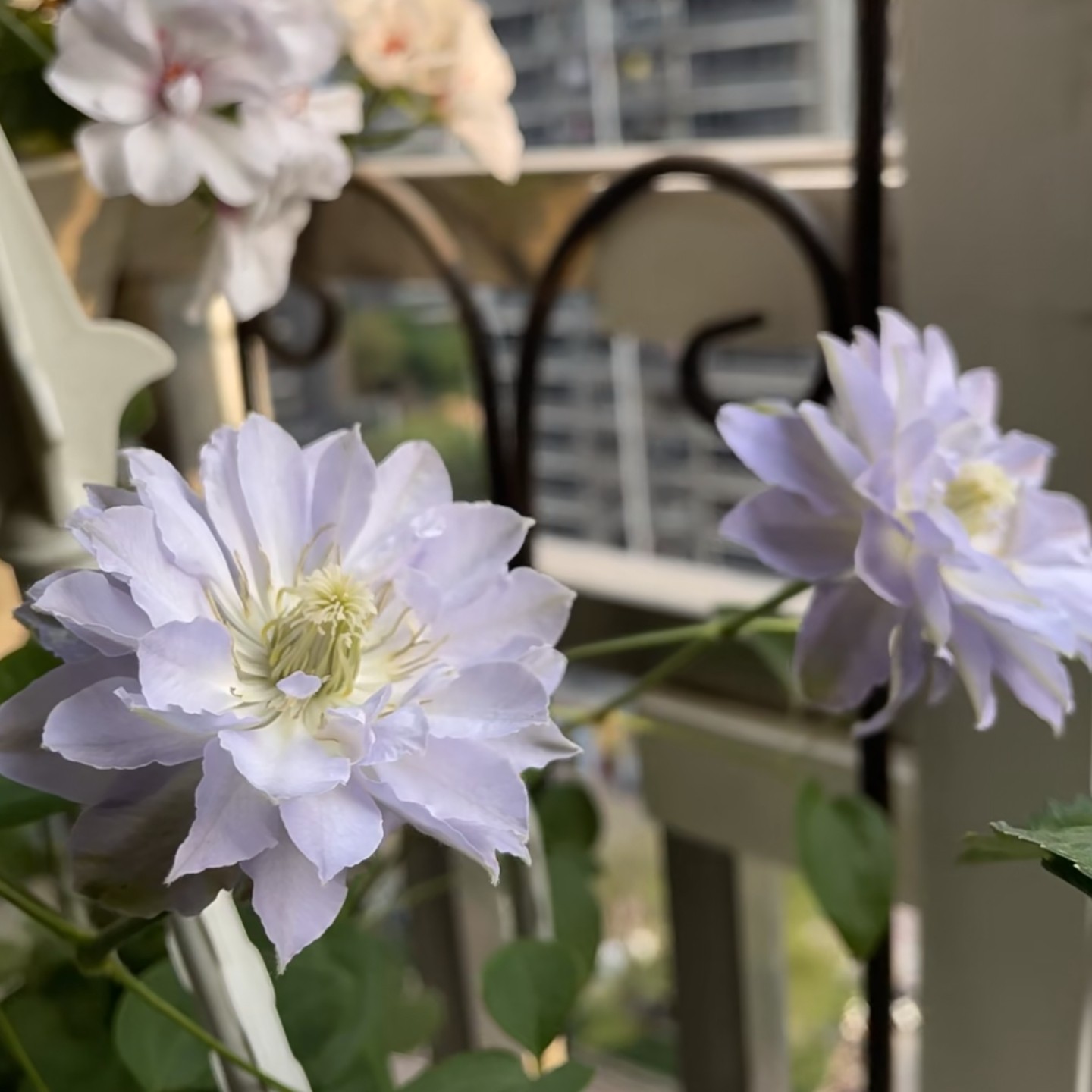 蓝坤园艺 铁线莲（琉璃）大花庭院阳台花卉铁线莲攀爬植物