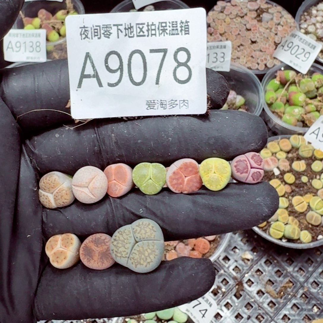 9078––零下地区需拍保温箱