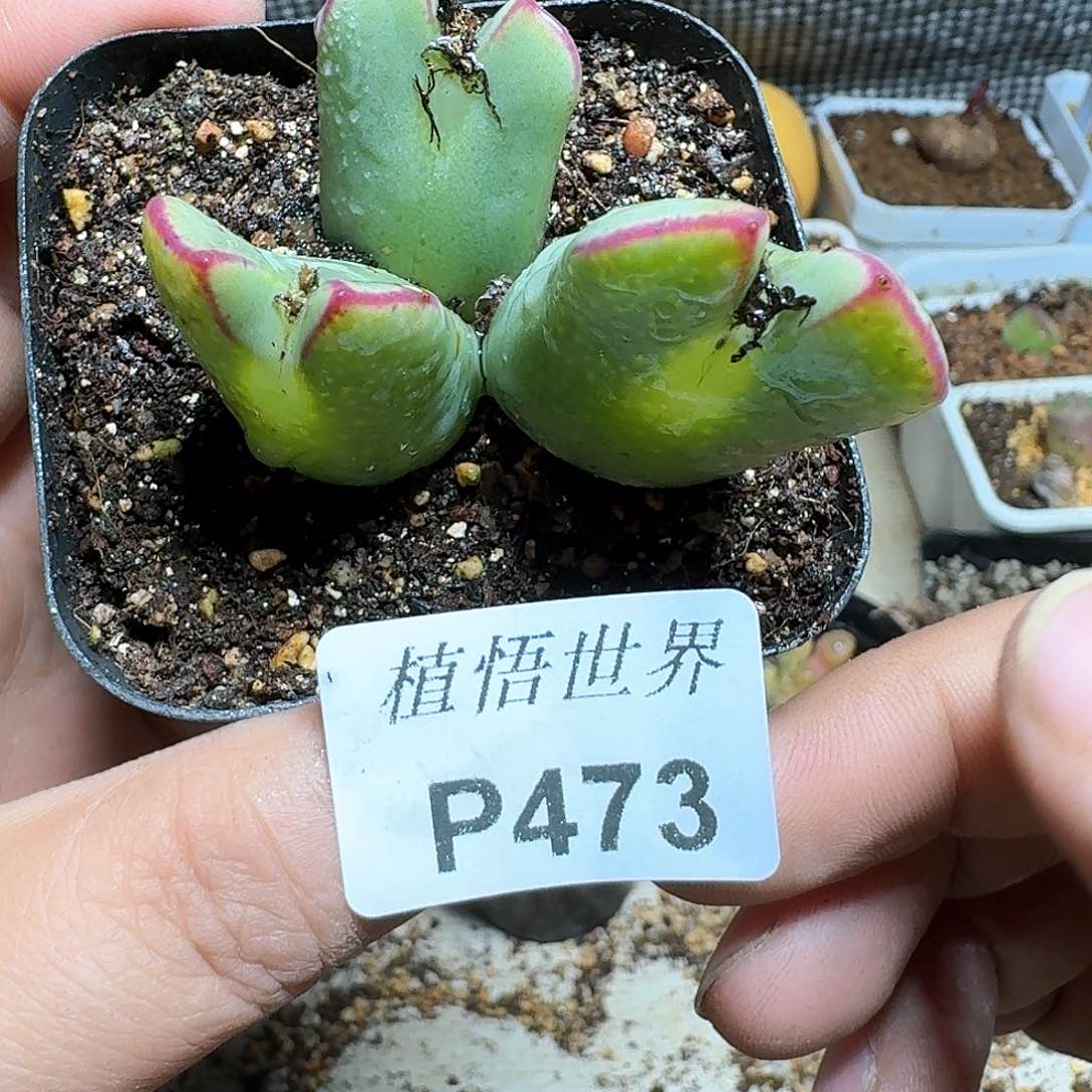 .473号多肉植物哇d c