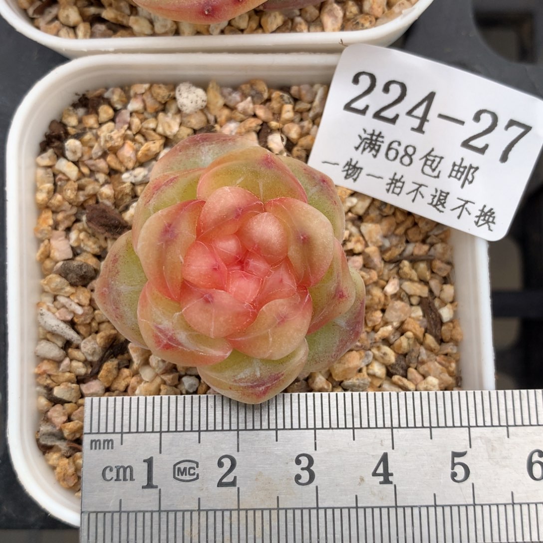 27。果糖。珍妮糖心
