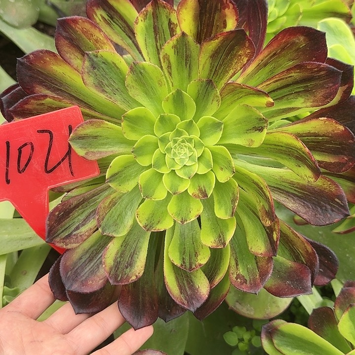 3-1021莫兰迪多肉法师