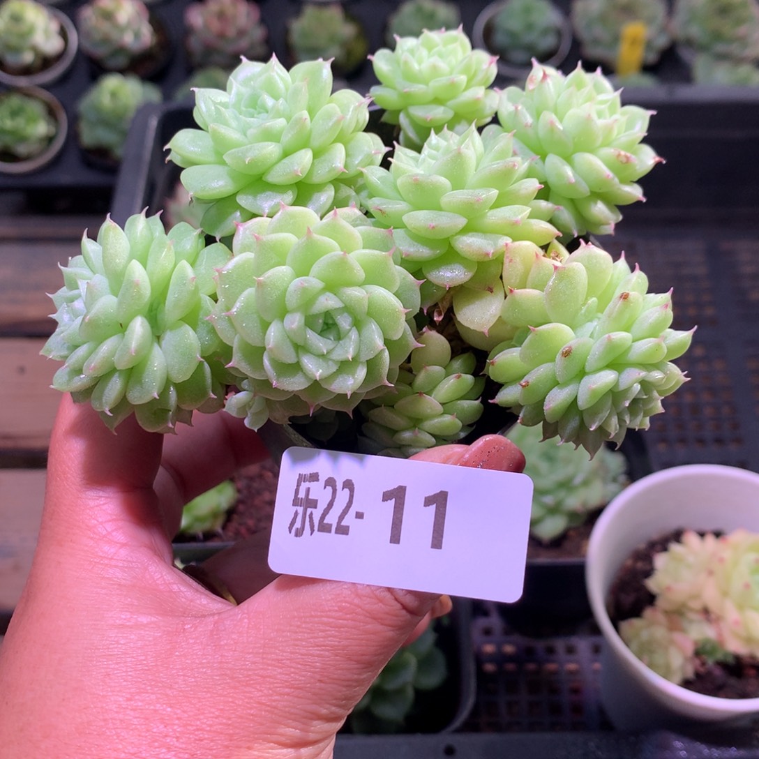 乐然22-11 麦秆群 不包整