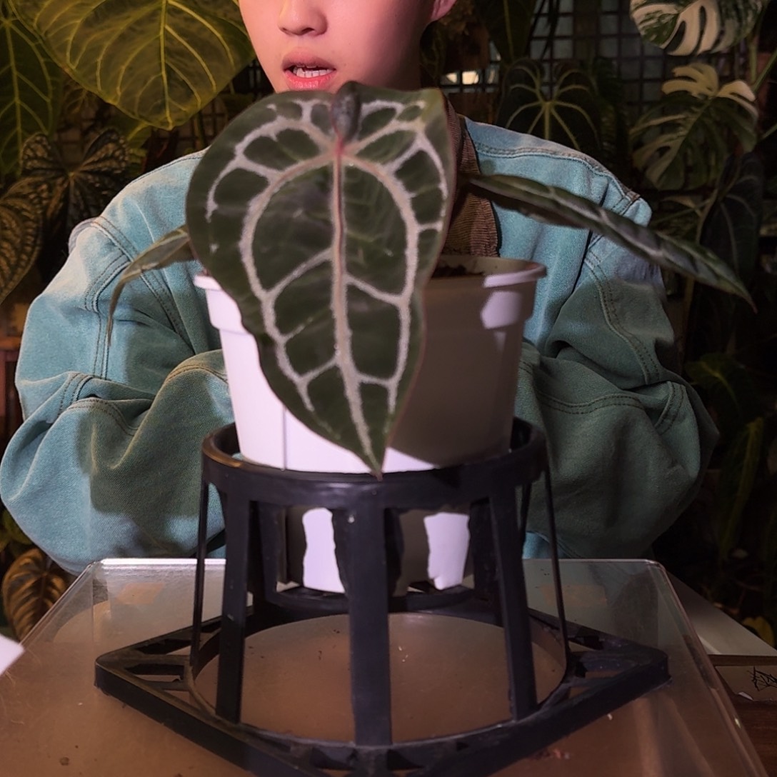 不开花植物A80红水晶米歇尔