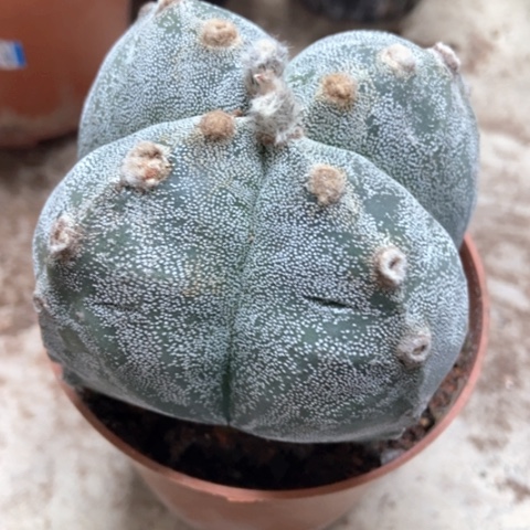 四角仙人球15米仙人球