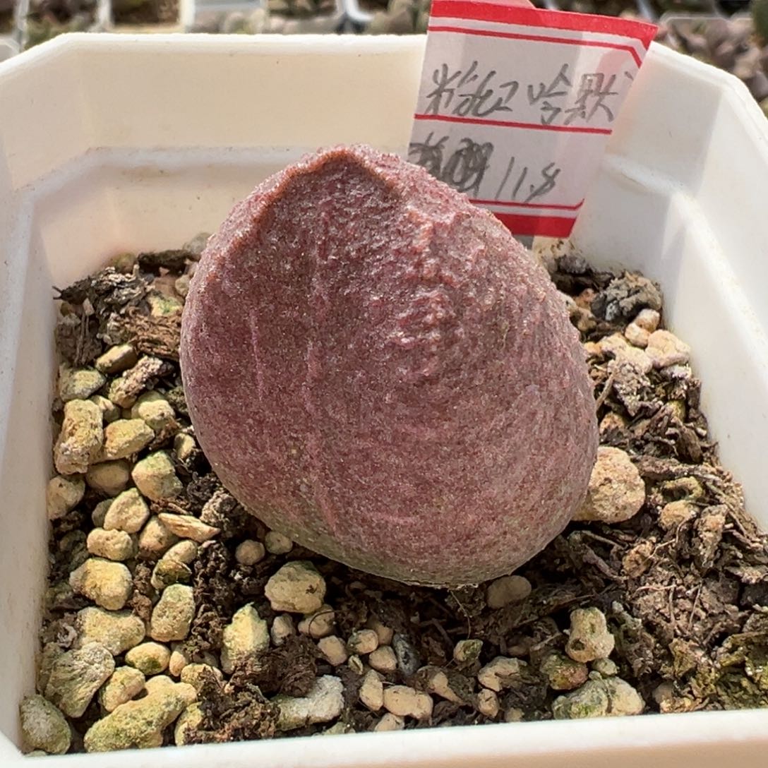 粉红哈默多肉植物水泡