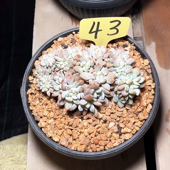 忆***)量43号码牌子的话题了解一下