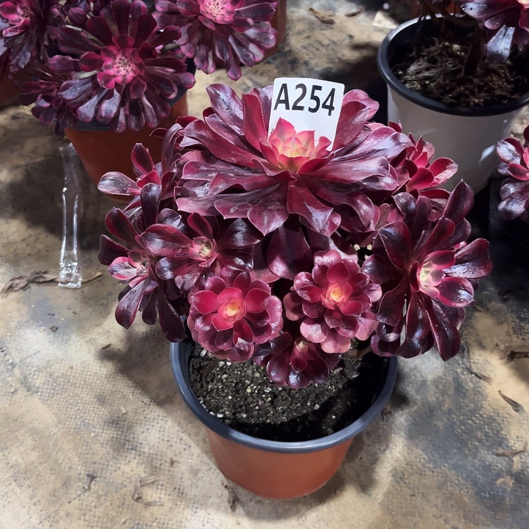 多肉植物美杜莎254多肉