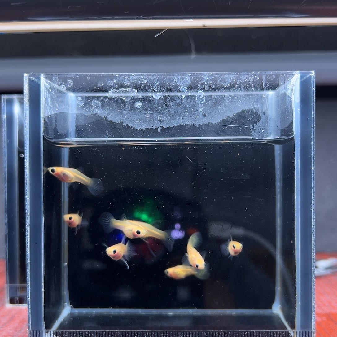 孔雀鱼黄蕾丝玻璃猫8条