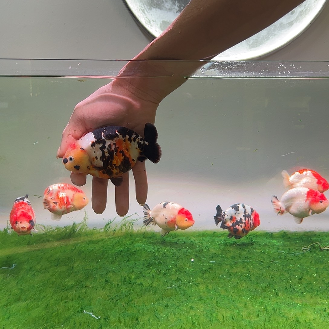 狮头鱼木木与兰寿金鱼