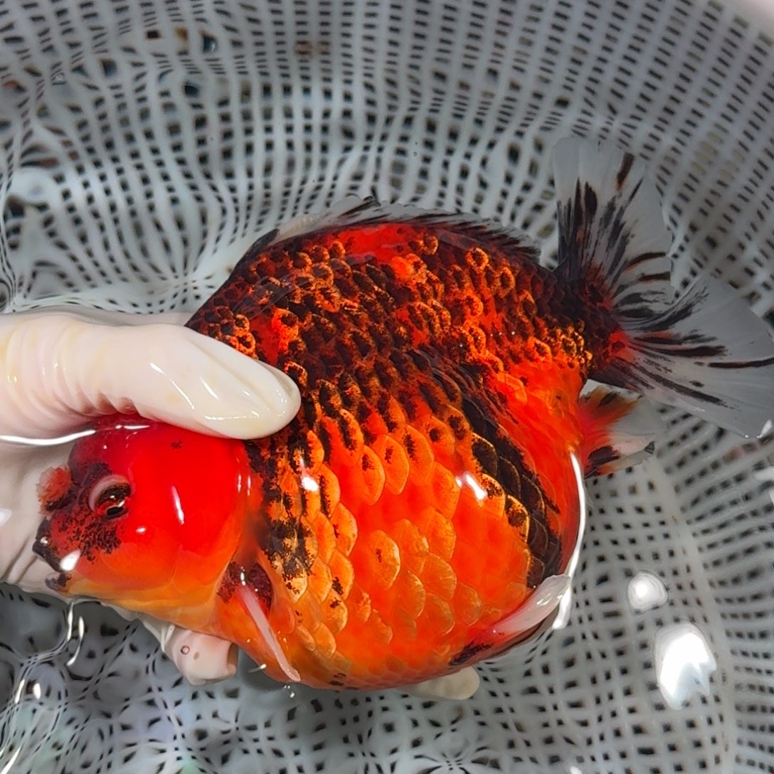 金鱼精品高货短尾狮