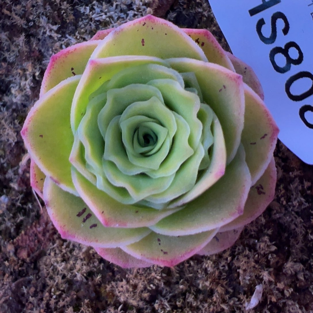 花生  黄金缀x各种 蕾丝 808