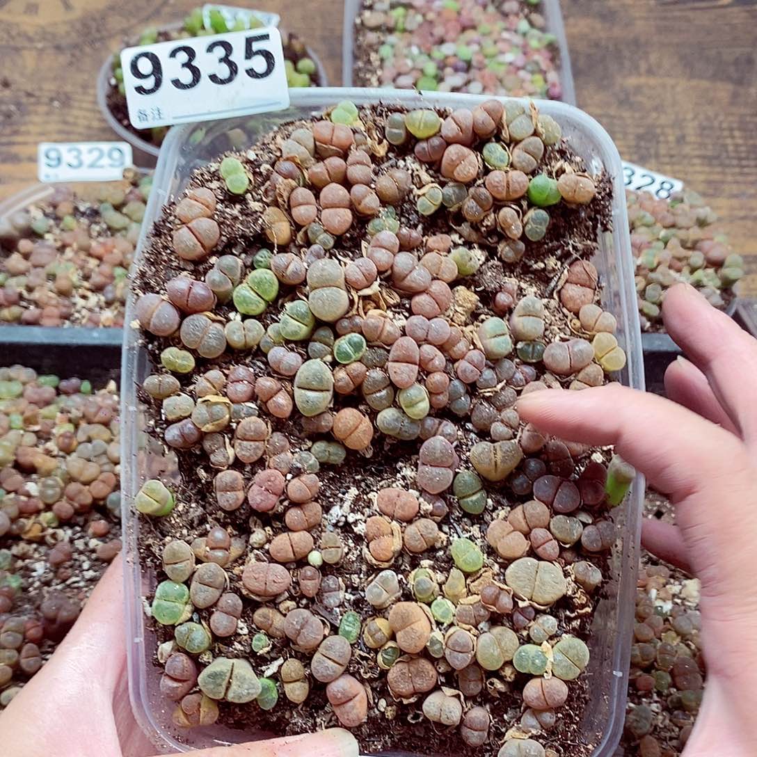 阿***芮9335摸呢登记了啦