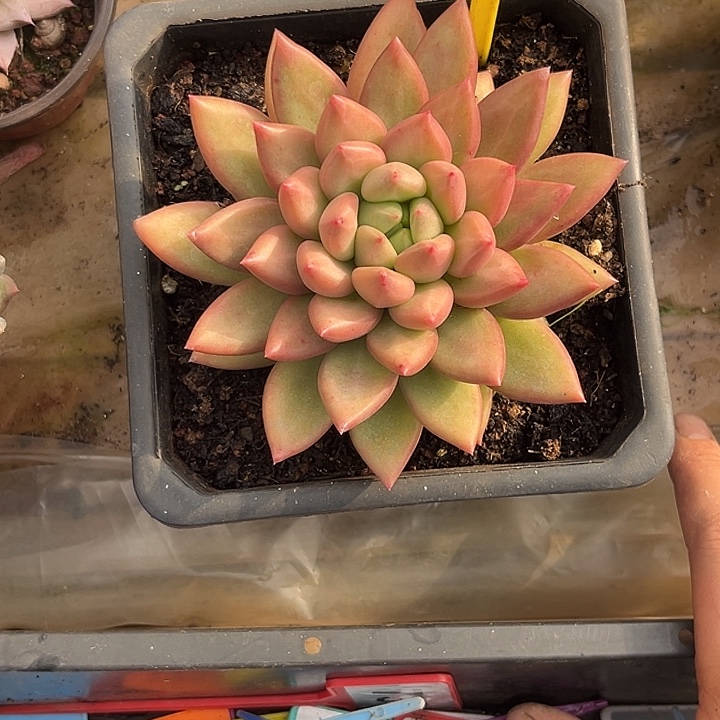多肉植物米其林单头880